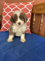 Cocoa, a female Miniature Aussiedoodle for sale in Seneca, KS – 10 of 10