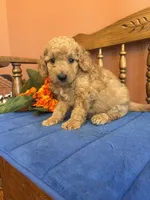 Boomer, a male Miniature Goldendoodle for sale in Seneca, KS – 2 of 10
