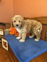 Wally, a male Miniature Goldendoodle for sale in Seneca, KS – 6 of 9