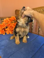 Darla, a female Miniature Aussiedoodle for sale in Seneca, KS – 7 of 9