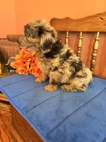 Annabelle, a female Miniature Aussiedoodle for sale in Seneca, KS – 4 of 8
