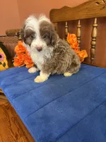 Simba, a male Miniature Aussiedoodle for sale in Seneca, KS – 6 of 10