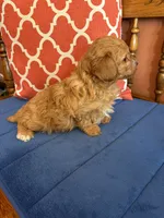 Max, a male Cavapoo for sale in Seneca, KS – 5 of 8