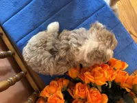 Ranger, a male Miniature Aussiedoodle for sale in Seneca, KS – 9 of 10