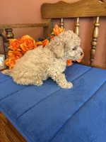 Bailey, a female Maltipoo for sale in Seneca, KS – 4 of 9