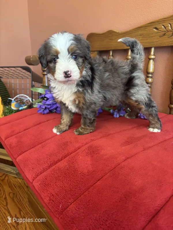 Dakota – Miniature Bernedoodle puppy for sale in Seneca, KS