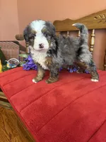 Dakota, a female Miniature Bernedoodle for sale in Seneca, KS – 1 of 9