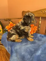 Gunner , a male Miniature Aussiedoodle for sale in Seneca, KS – 10 of 10