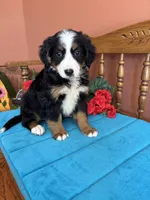 Mia, a female Miniature Bernedoodle for sale in Seneca, KS – 4 of 10