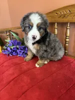 Winston, a male Miniature Bernedoodle for sale in Seneca, KS – 3 of 10