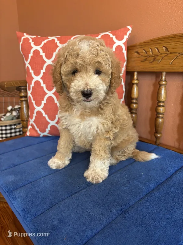 Lucy – Miniature Goldendoodle puppy for sale in Seneca, KS