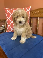 Lucy, a female Miniature Goldendoodle for sale in Seneca, KS – 2 of 10