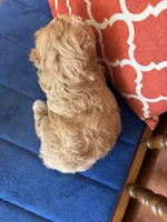 Lucy, a female Miniature Goldendoodle for sale in Seneca, KS – 8 of 9