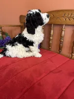 Dallas, a male Miniature Bernedoodle for sale in Seneca, KS – Photo 8 of 10