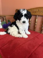 Dallas, a male Miniature Bernedoodle for sale in Seneca, KS – Photo 7 of 10