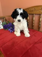 Dallas, a male Miniature Bernedoodle for sale in Seneca, KS – Photo 6 of 10