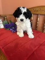 Dallas, a male Miniature Bernedoodle for sale in Seneca, KS – Photo 3 of 10