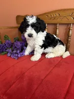 Dallas, a male Miniature Bernedoodle for sale in Seneca, KS – Photo 9 of 10