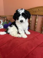 Dallas, a male Miniature Bernedoodle for sale in Seneca, KS – Photo 5 of 10