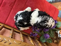 Dallas, a male Miniature Bernedoodle for sale in Seneca, KS – Photo 2 of 10