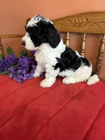 Dallas, a male Miniature Bernedoodle for sale in Seneca, KS – Photo 10 of 10