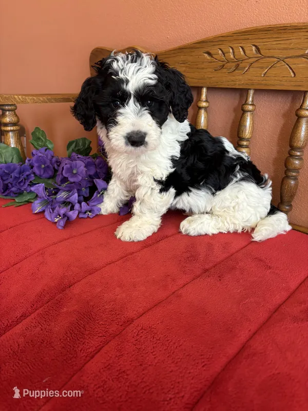 Dallas – Miniature Bernedoodle puppy for sale in Seneca, KS