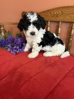 Dallas, a male Miniature Bernedoodle for sale in Seneca, KS – Photo 1 of 10