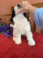 Dallas, a male Miniature Bernedoodle for sale in Seneca, KS – Photo 4 of 10