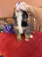 Winston, a male Miniature Bernedoodle for sale in Seneca, KS – 4 of 10