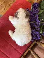 Maverick, a male Miniature Aussiedoodle for sale in Seneca, KS – 10 of 10