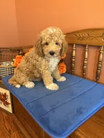 Wally, a male Miniature Goldendoodle for sale in Seneca, KS – 3 of 9