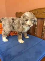Ranger, a male Miniature Aussiedoodle for sale in Seneca, KS – 10 of 10