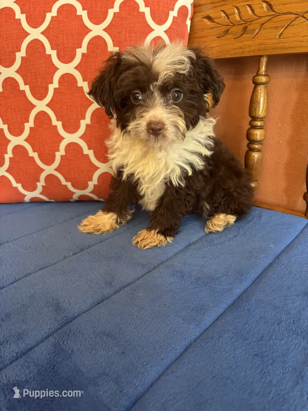 Sophie – Aussiedoodle puppy for sale in Seneca, KS