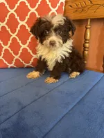 Sophie, a female Aussiedoodle for sale in Seneca, KS – 1 of 6