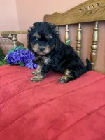 Phoebe, a female Cavapoo for sale in Seneca, KS – 7 of 10