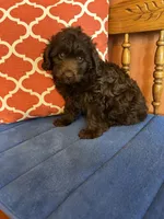 Rocky, a male Miniature Aussiedoodle for sale in Seneca, KS – 5 of 9