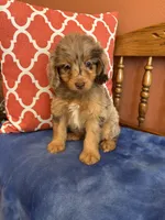 Tori, a female Miniature Aussiedoodle for sale in Seneca, KS – 4 of 10