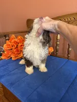 Simba, a male Miniature Aussiedoodle for sale in Seneca, KS – 3 of 10