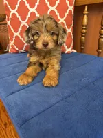 Boz, a male Miniature Aussiedoodle for sale in Seneca, KS – 2 of 9