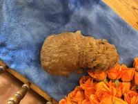 Marley, a female Miniature Goldendoodle for sale in Seneca, KS – 3 of 7