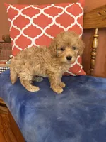 Alexis, a female Miniature Goldendoodle for sale in Seneca, KS – 6 of 10