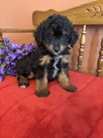 Milo, a male Miniature Aussiedoodle for sale in Seneca, KS – 8 of 8
