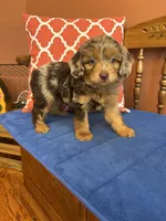 Boz, a male Miniature Aussiedoodle for sale in Seneca, KS – 8 of 9