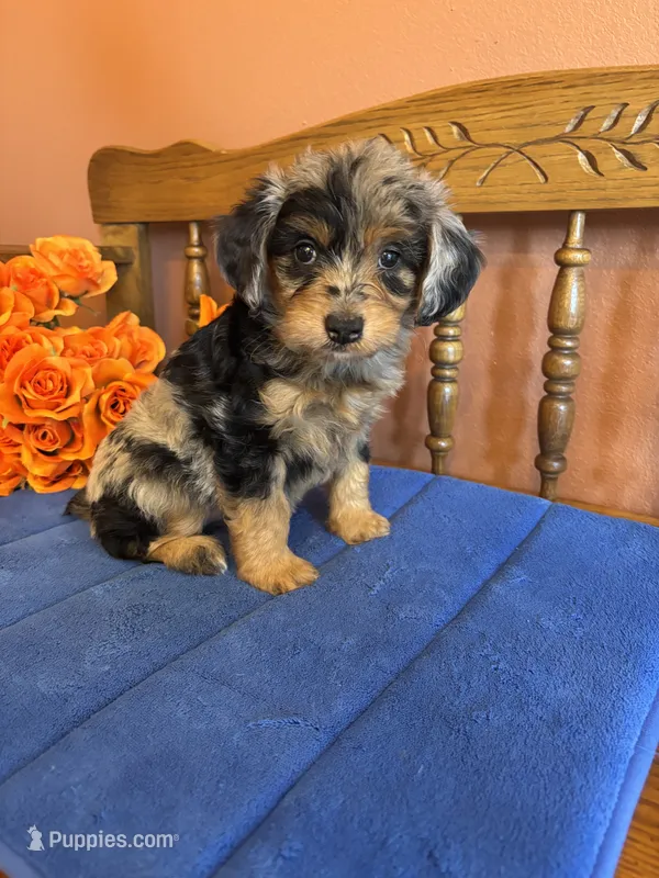 Darla – Miniature Aussiedoodle puppy for sale in Seneca, KS