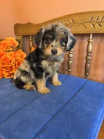 Darla, a female Miniature Aussiedoodle for sale in Seneca, KS – 1 of 9