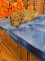 Marley, a female Miniature Goldendoodle for sale in Seneca, KS – 2 of 7