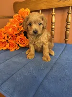 Lilly, a female Miniature Goldendoodle for sale in Seneca, KS – 3 of 8