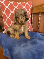 Tori, a female Miniature Aussiedoodle for sale in Seneca, KS – 5 of 10