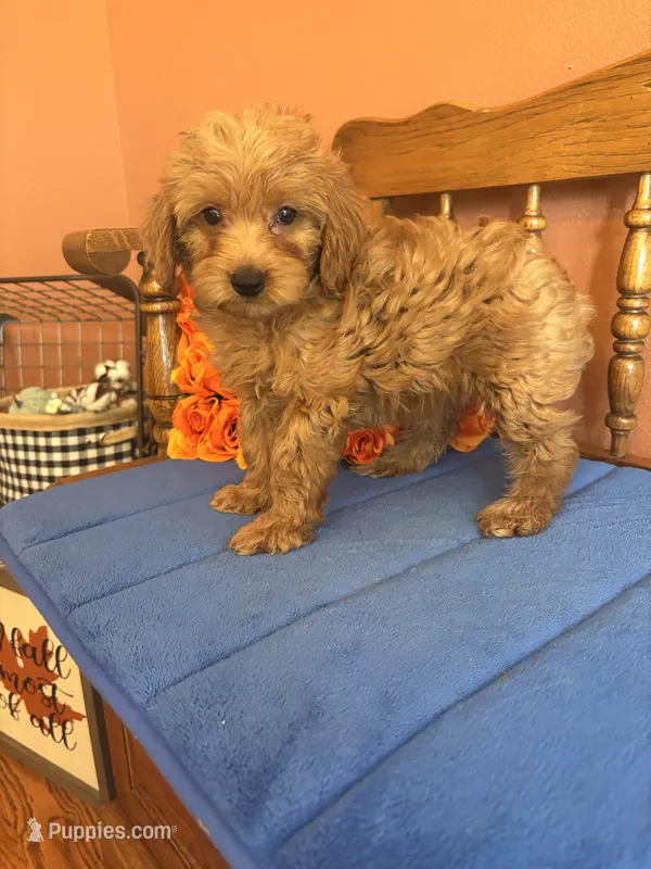 Lilly – Miniature Goldendoodle puppy for sale in Seneca, KS