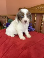 Maverick, a male Miniature Aussiedoodle for sale in Seneca, KS – 7 of 10